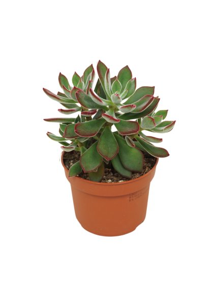 Echeveria pulvinata Devotion V16cm