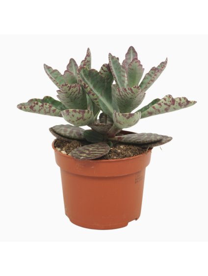 Kalanchoe marmorata 'Partridge' V30cm