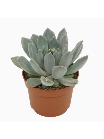 Pachyphytum 'Draco' V15cm