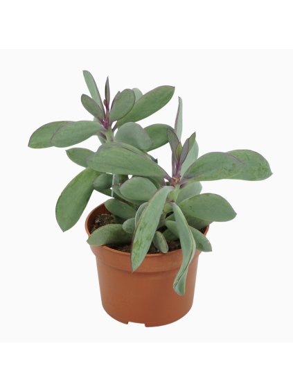 Senecio crassissimus V20cm