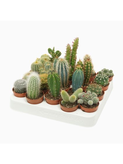 Cactus mix V8cm