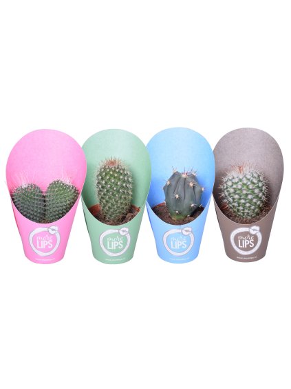 Cactus mix 4 soorten V13cm