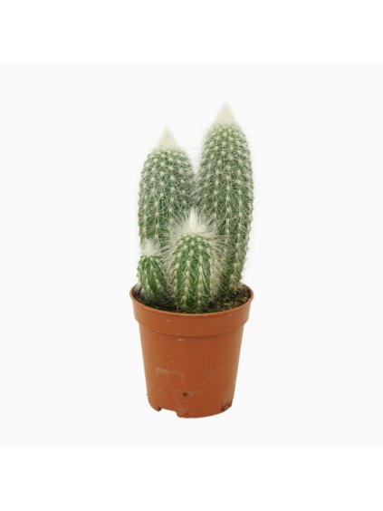 Cleistocactus strausii V8cm