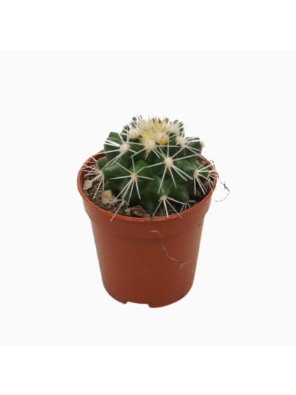 Echinocactus grusonii 'Albispina' V8cm