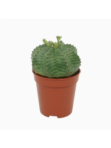 Euphorbia obesa V8cm