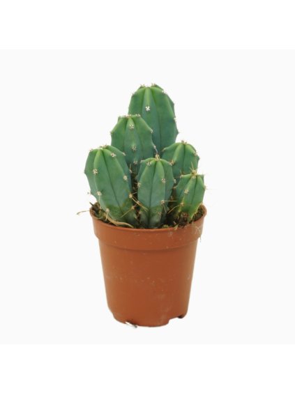 Myrtillocactus geometrizans V12cm