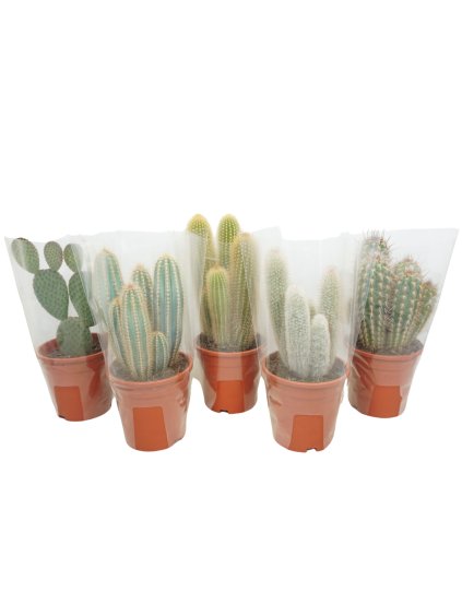 Cactus gemengd V40cm