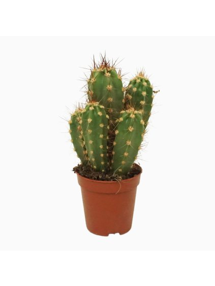 Neoraimondia herzogiana V8cm