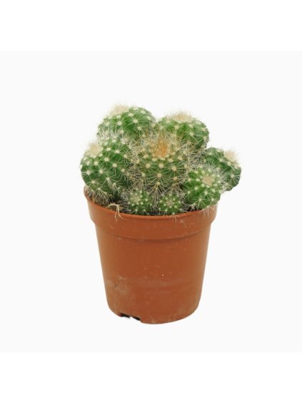 Notocactus magnificus V8cm