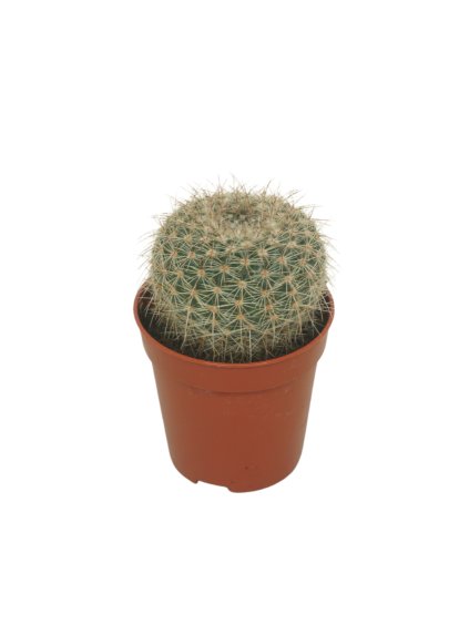 Cactus overig V8cm