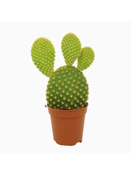 Opuntia microdasys var. pallida V8cm