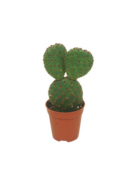 Opuntia microdasys subsp. rufida V8cm