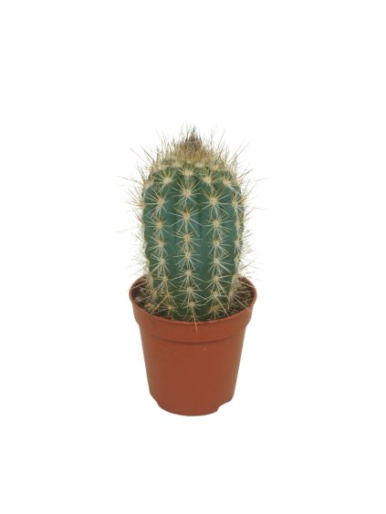 Cactus overig V8cm