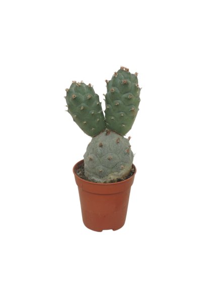 Tephrocactus articulatus V8cm