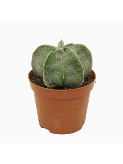 Astrophytum myriostigma V12cm