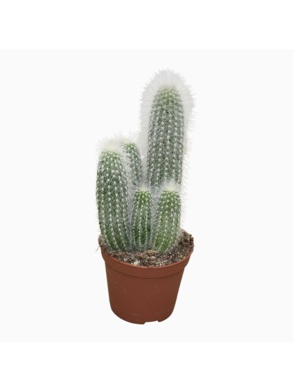 Cleistocactus strausii V12cm