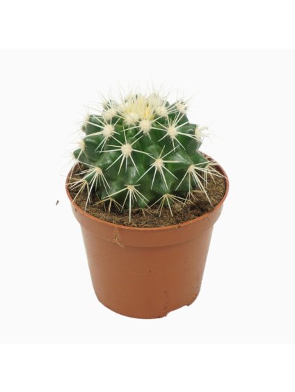 Echinocactus grusonii 'Albispina' V12cm