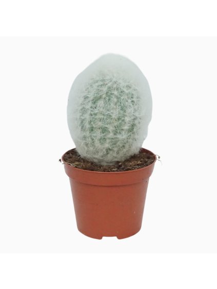 Espostoa lanata V12cm