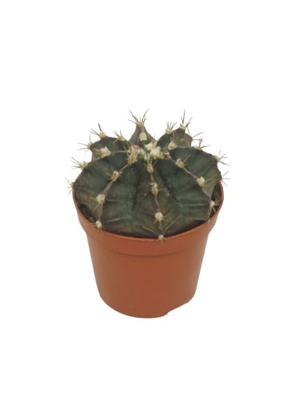 Gymnocalycium mihanovichii V12cm