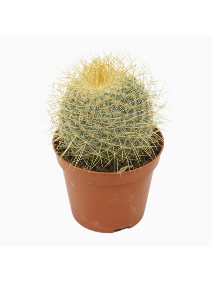 Mammillaria pringle V12cm