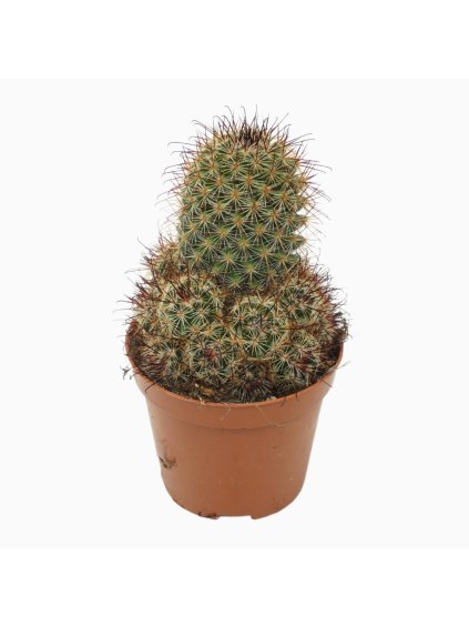 Mammillaria overig V12cm
