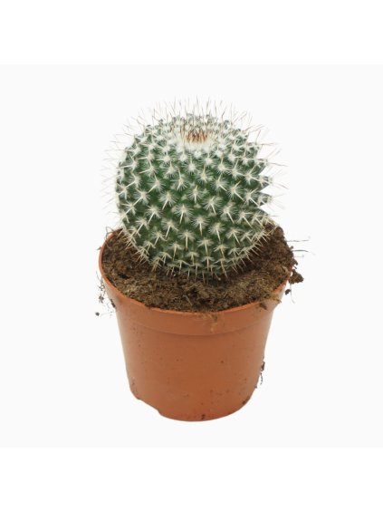 Mammillaria overig V12cm