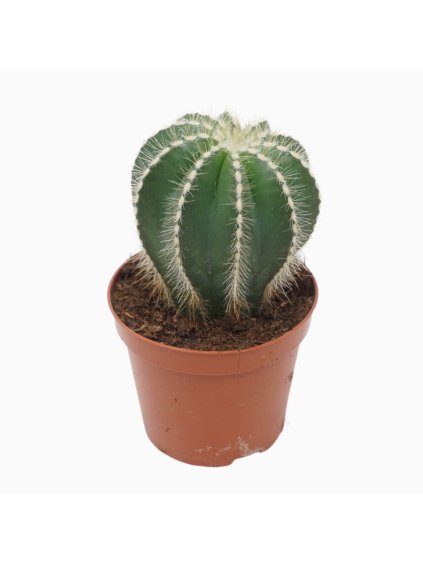 Cactus overig V12cm