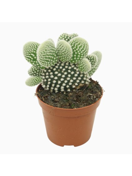 Opuntia microdasys 'Albispina' V12cm