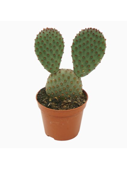 Opuntia microdasys V12cm
