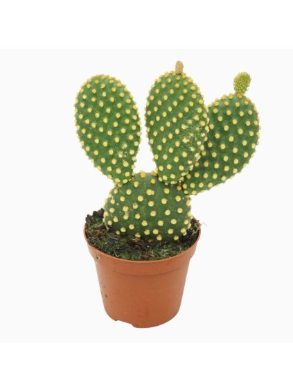 Opuntia microdasys var. pallida V12cm