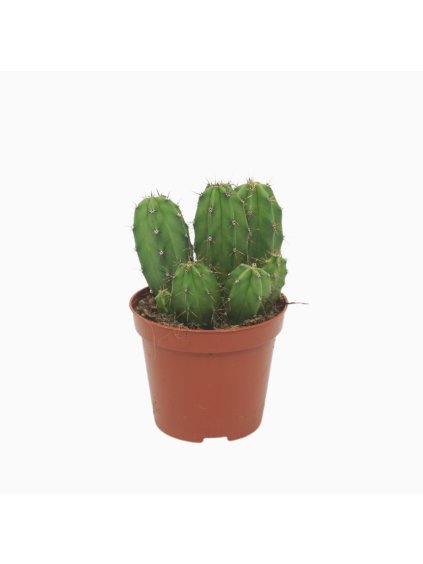 Polaskia chichipe V12cm