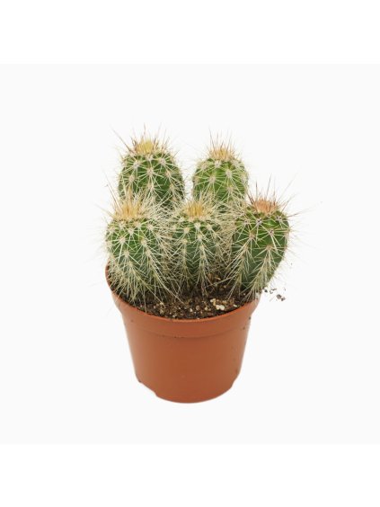 Pachycereus pringlei V12cm