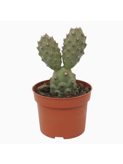 Tephrocactus articulatus V15cm