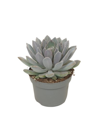 Pachyphytum 'Draco' V15cm