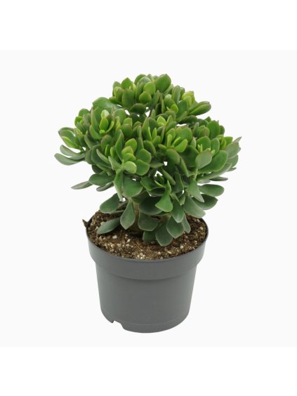 Crassula 'Minova Magic' V30cm