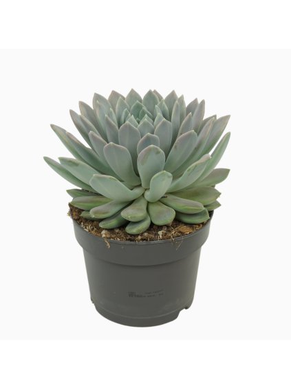 Pachyphytum 'Draco' V25cm