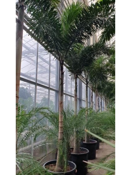 Wodyetia bifurcata V450cm