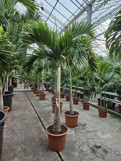 Veitchia merrillii V320cm