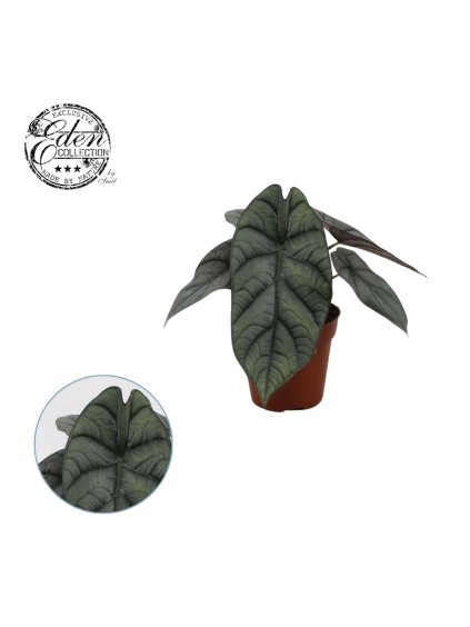 Alocasia Nebula Hybride V20cm