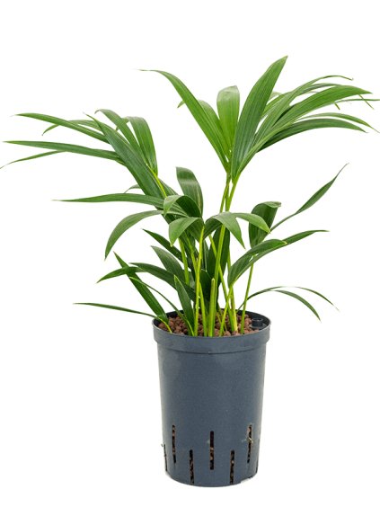 Kentia (Howea) forsteriana V40cm