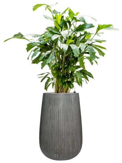 Caryota mitis in Ridged Vertically R44cm V155cm
