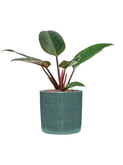 Philodendron 'Red beauty' in Plain Striped R20cm V43cm