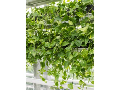 Scindapsus (Epipremnum) 'Aureum' V40cm