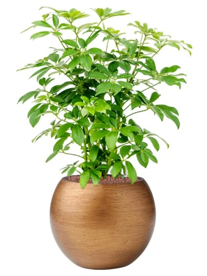 Schefflera arboricola 'Compacta' in Capi Lux Retro R29cm V72cm