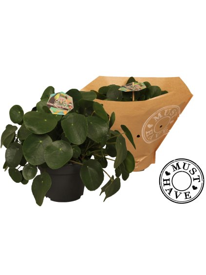 Pilea peperomioides V35cm
