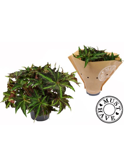 Begonia Magic Colours Lion Dance V35cm