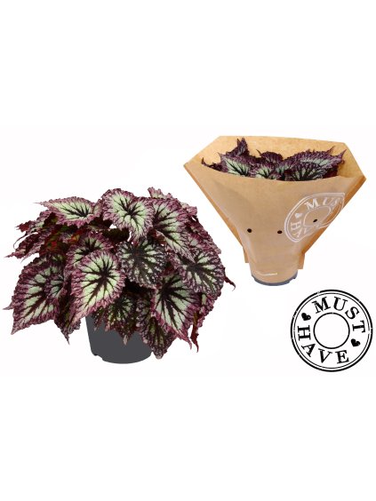 Begonia (Rex Grp) Fireworks V35cm