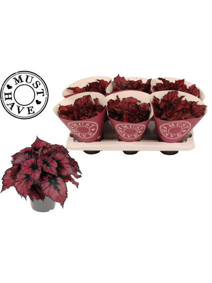 Begonia (Rex Grp) Kohala Red V25cm