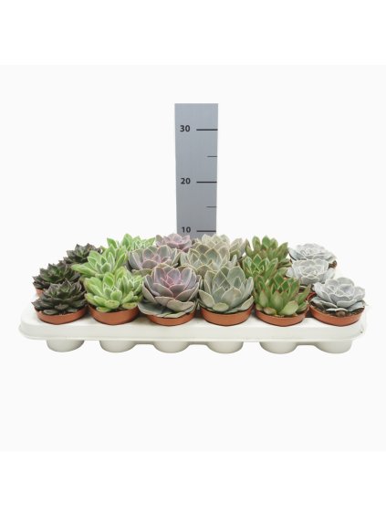 Echeveria gemengd V12cm