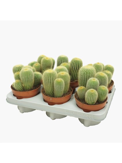 Parodia leninghausii V21cm